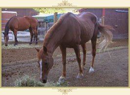Claddagh Ring Farm, Northbridge, MA
